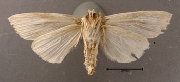 Media type: image;   Entomology 622342 Aspect: habitus ventral view